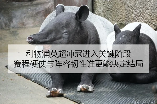 li-wu-pu-ying-chao-chong-guan-jin-ru-guan-jian-jie-duan-sai-cheng-ying-zhang-yu-zhen-rong-ren-xing-shui-geng-neng-jue-3-776.jpg
